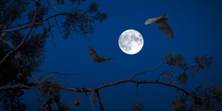bats-at-night-760x380 bats at night through night vision binoculars