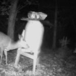 a deer through night vision goggles